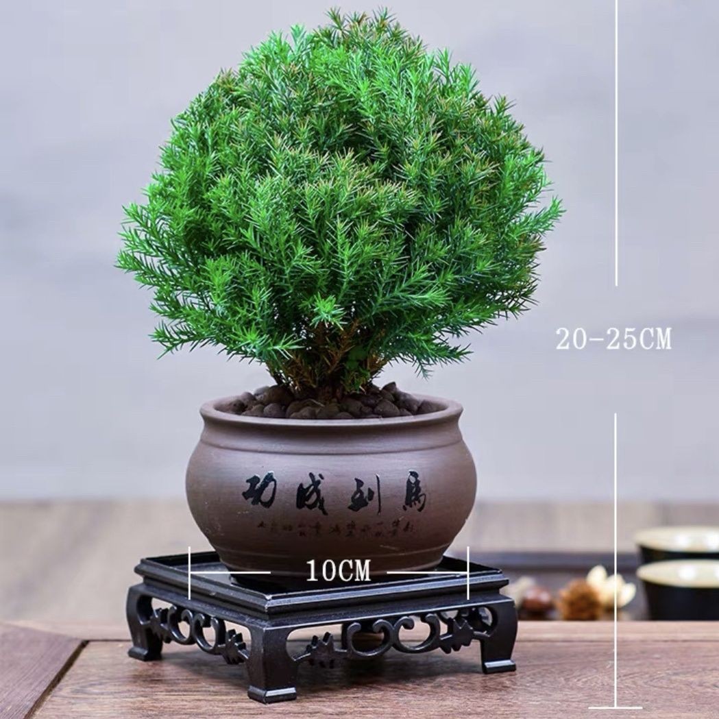 放青松风室内植物办公室桌面雾凇小盆栽盆景绿植懒人好养雾松-阿里巴巴