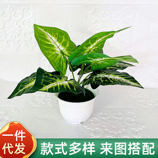 ����ֲ�����Լٻ����ϾGֲ�[��9�^�R���~�辰�҃ȾGɫ���B�b�Ʒ