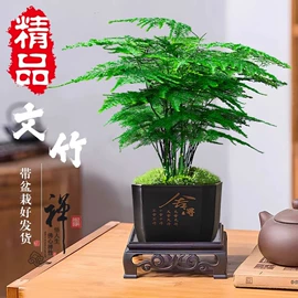 栽培基质;盆栽;营养液