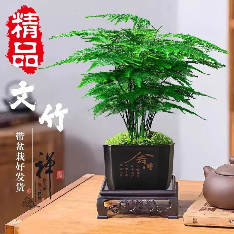 文竹盆栽植物室内花卉盆景客厅办公室桌面小绿植好养云竹四季常青