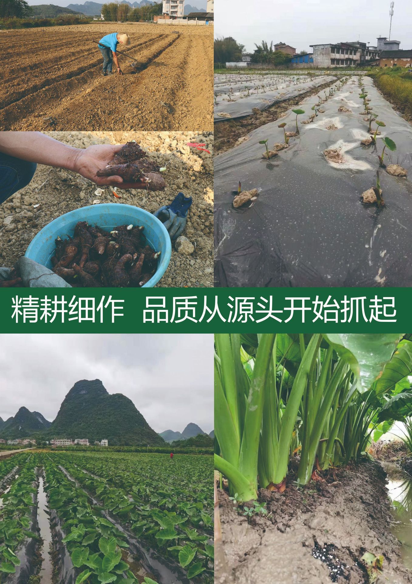 荔浦芋头详情展页2