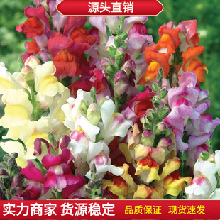 ���ܷN�����������ȶ���ѩ���������{�軨���滨���~���ﲥ