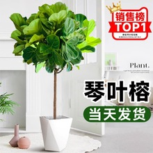 ǧ��ľ�Gֲ�҃ȴ����Rβ�F�߲��F��ֲ��͏d�k���Һ��B��Ѫ������