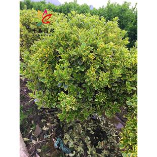 ��߅�S����绨�~����С��ͥԺ�ͺ��ļ�����G���h���L���䶬����