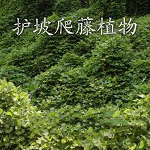葛藤种子爬山虎苗油麻藤牵牛花边坡绿化矿山复绿护坡爬藤植物种籽