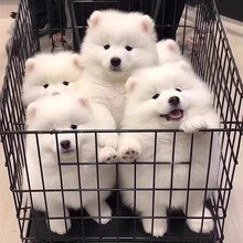 纯种萨摩耶幼犬活体熊版白色雪橇犬微笑天使萨摩耶犬活物宠物狗狗