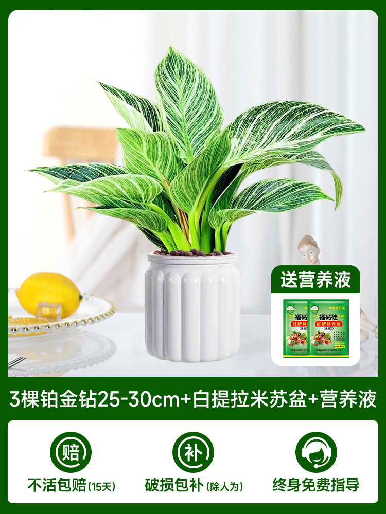 [패션 뉴스타일] 3 플래티넘 다이아몬드 25-30cm + 화이트 티라미수 대야 + 영양액