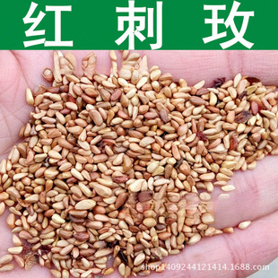 �羳�N�� ��ľ�N�� �t��õ�N�� ��õ�� �t��÷�N�� ���� 1��=1��