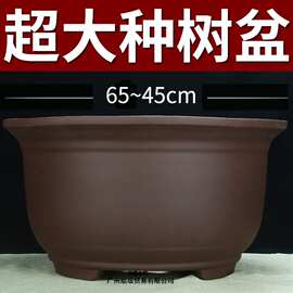 特大号紫砂花盆种树老桩60cm以上种发财树铁树陶瓷盆