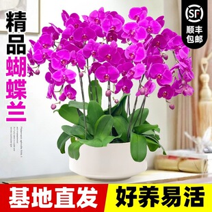 ��Ʒ�����m���������҃Ⱥ��B�������͏d�������ܾGֲ�ļ��_��ֲ��