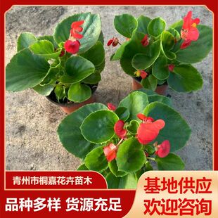 ���ع����^��ֲ���ذ��ļ����Ļ��������̨ͥԺ������������