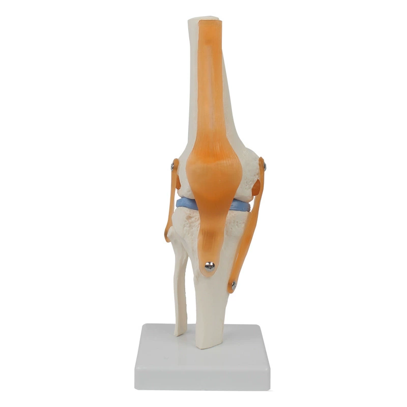 Functional Knee Joint Model, Flexible Cruciate Ligament & Meniscus, PVC Anatomical Model