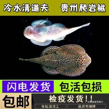 小提琴岩鳅清道夫琵琶鱼冷水鱼缸清洁吸盘原生贵州加温工爬双鱼不