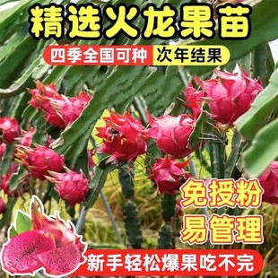 Bird's Nest Fruit Dragon Fruit Seedlings Potted for Year-Round Planting, Red-Fleshed Saplings for Southern and Northern Regions, Fruit Trees That Bear Fruit in the Same Year