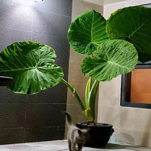 象耳芋大野芋大型室内绿植客厅大叶盆栽庭院叶植物非滴水观音