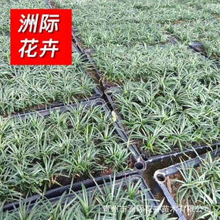 成片矮麦冬草苗公园厂区地被草坪批发庭院道路绿化苗木景观植物