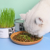 Qi Qi Cat Seed Seed Cat Mint Hydroponic Cat Snacks мелкие шарики шариковые пасты горшка горшка кошки кошки кошки