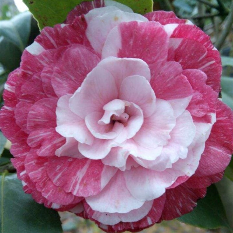 귀부인 5년근 모종(새싹이 많음)에 영양비료를 제공합니다.