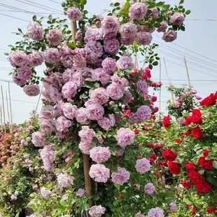 �Nޱĸϵ�Ϙ���������ֲ���ͺ��ļ��_������󻨵������Ի�������