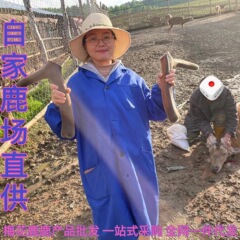 梅花鹿の角、新鮮な鹿の角、鹿の角、鹿の角スライス、SF Expressで送料無料、具体的なグラム数についてはカスタマーサービスにお問い合わせください。
