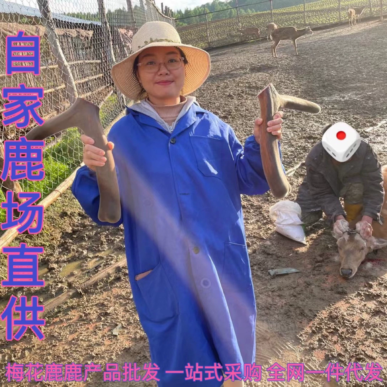 Свежие оленьи рога, ломтики оленьих рогов, бесплатная доставка через SF Express, для конкретного веса свяжитесь со службой поддержки.