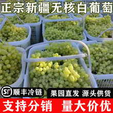 新疆吐鲁番无核白葡萄当季新鲜水果无籽葡萄整箱4.5斤分销代发