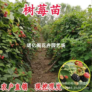 红树莓苗特大双季黑黄莓灯笼果覆盆子苗南方北方盆栽地栽浆果树苗