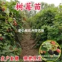 北方南方地栽特大树苗