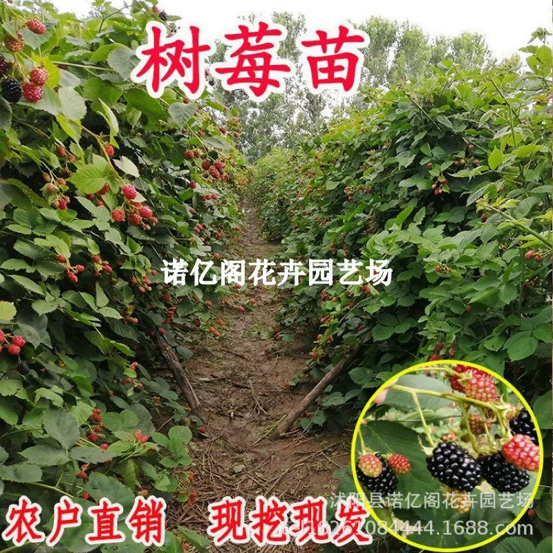 Саженцы красной малины очень двухсезонный черный желтый ягоды
