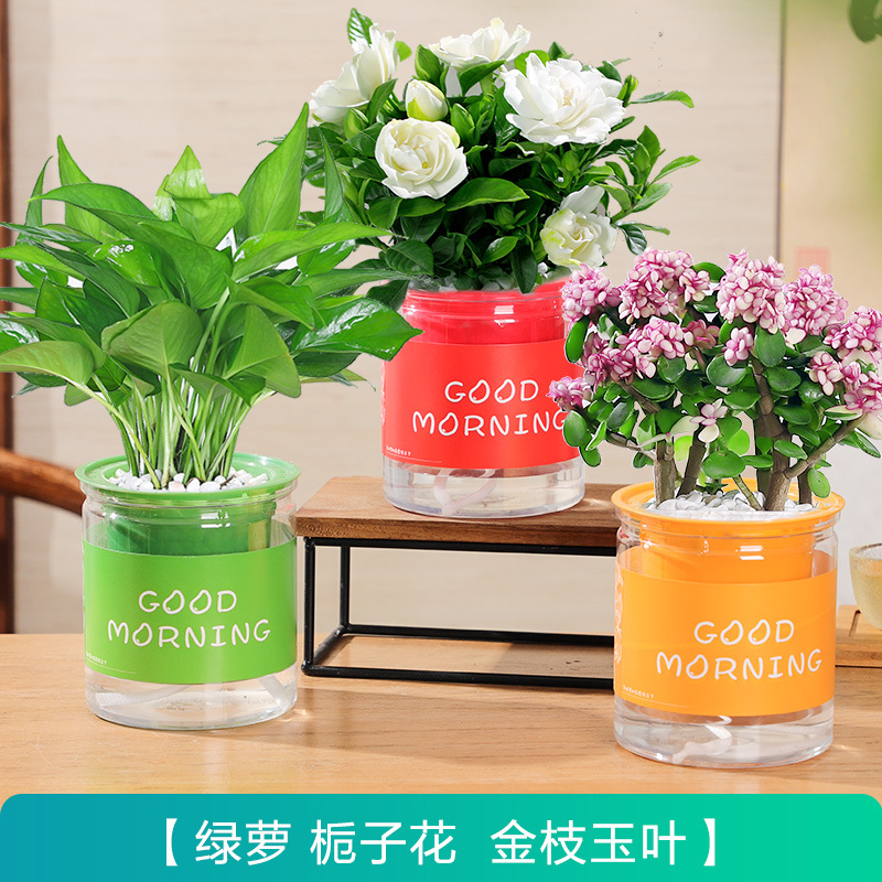 [살기 쉬운 인기 화분 3종] 치자나무 + 황금가지와 옥잎 + 포토스