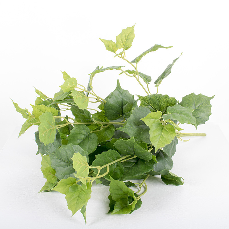 10-cabeza verde escalada Tigre