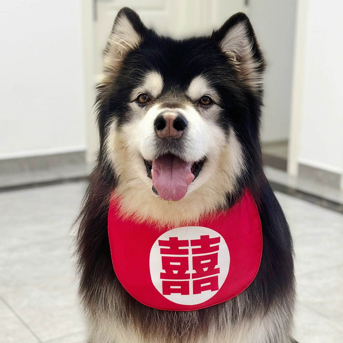 Собака, чтобы забрать собачий шарф