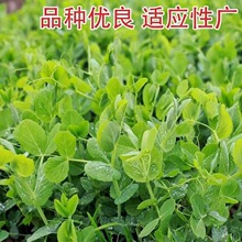 无须豌豆苗种子水培荷兰豆芽特大豌豆尖苗菜春秋冬四季播蔬菜种子