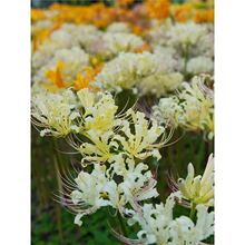 �˰����N������ɳ�A�ش���t���Q�\ʯ���N���̨���ܝ���������