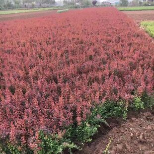 thorn cold-resistant plant Berberis Berberis seedlings color hedgerow color block tree seedlings courtyard road greening project wavelet seedlings