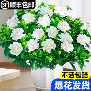 �d�ӻ������ļ��_�����������҃�ֲ����玧�������ܺ��B�׻�G