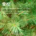 ��Ӧѩ�ɴ�¶ ѩ��������ȡ ��¶���� ��ӭ��ѯ��ⱸ��������