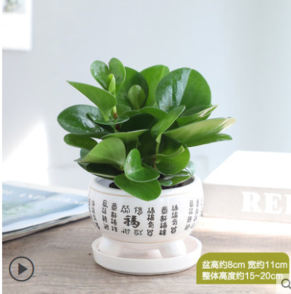 벽옥[백부정 도자기 세면대]