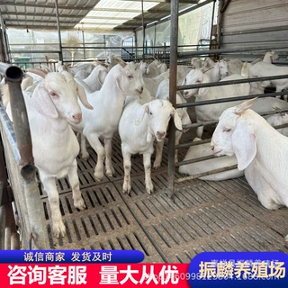 养一只白山羊能赚多少 哪里的羊便宜多 美国大白羊小羊羔