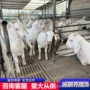 美国多少便宜白羊白山羊