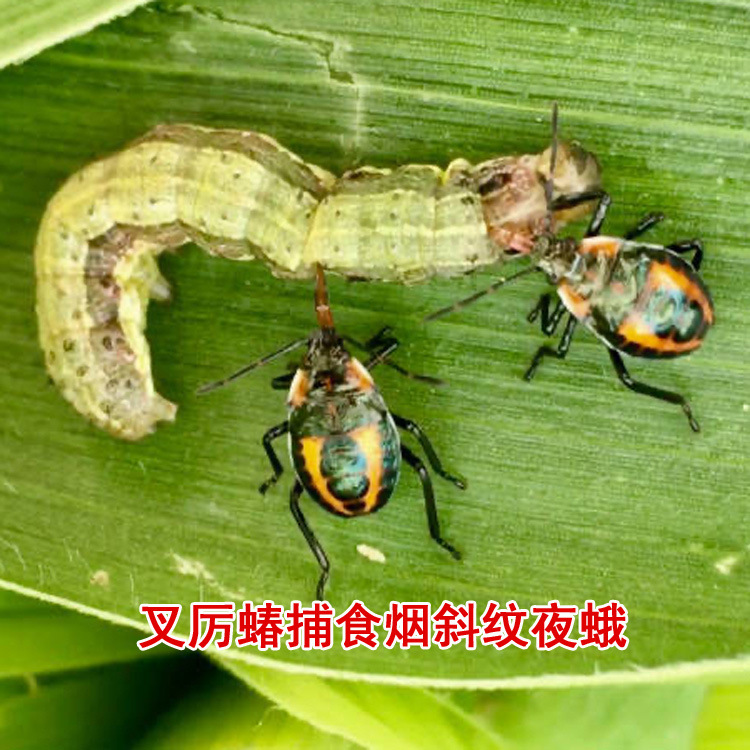 叉角厉蝽捕食斜纹夜蛾 拷贝.jpg