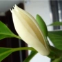 盆栽嫁接白玉兰树苗白兰花