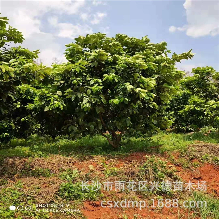 Оптовые ароматные грейпфрутовые деревья, ароматные грейпфрутовые деревья в кластерах, высокие грейпфрутовые деревья, специальные плодовые саженцы для садовых ландшафтов, различные характеристики