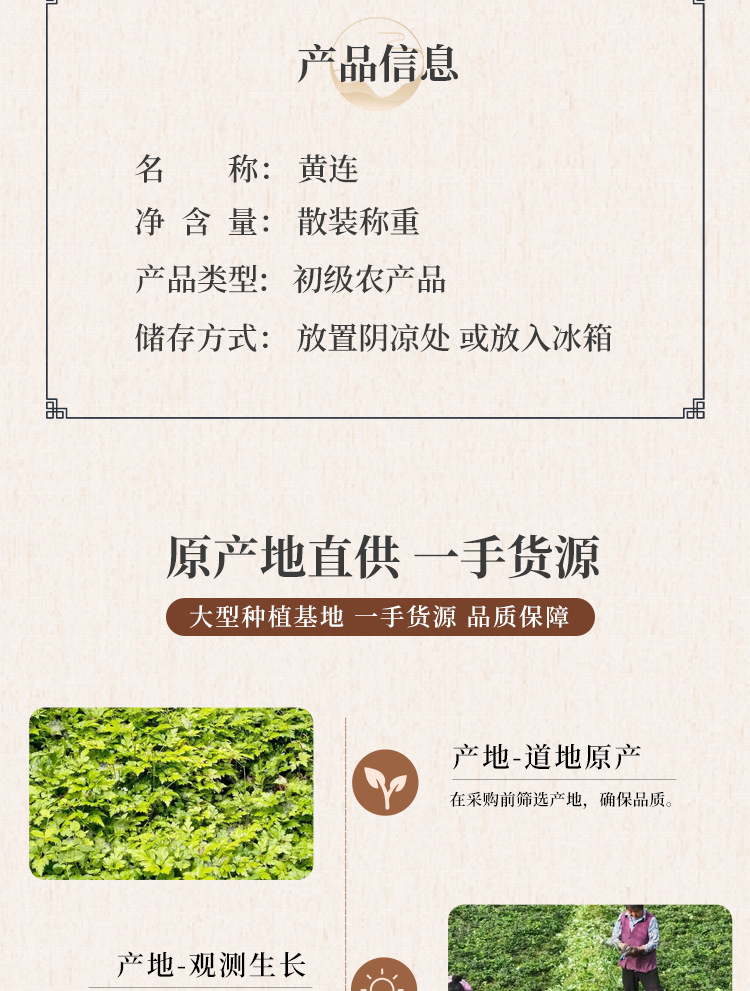 Dried Coptis Root Huang Lian 黄连 Coptis chinensis Rhizome Traditional TCM Herb 500g quality and texture