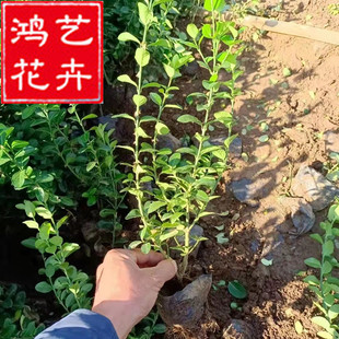 Euonymus potted seedlings courtyard park project greening shrubs Euonymus small cup seedlings landscaping shrubs seedlings