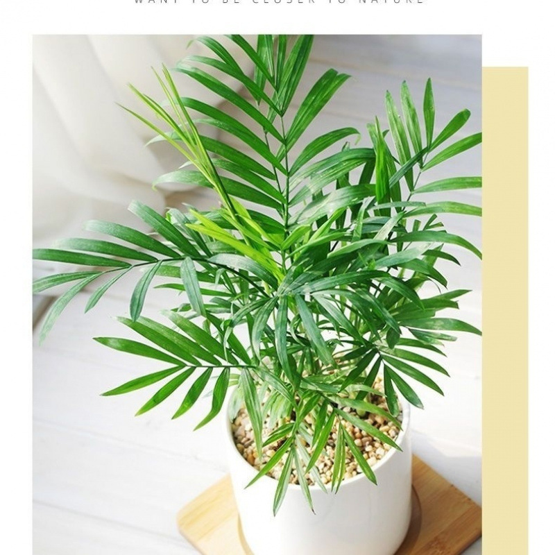 新品推荐袖珍椰子绿植盆栽客厅摆件盆栽水土培四季常青吸甲醛代发