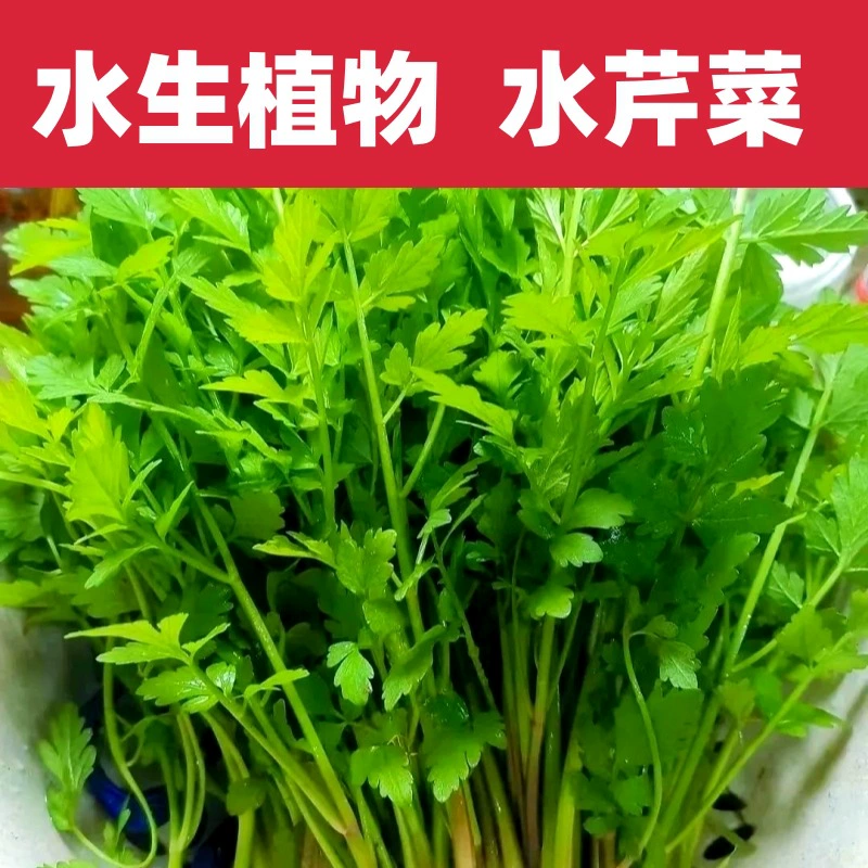 Водный сельдерей, также известный как дикий сельдерей