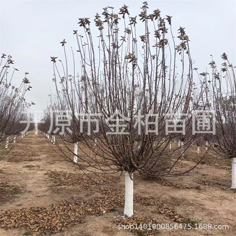 光辉海棠树苗2026年批发王族海棠嫁接海棠树苗北美绚丽海棠雅斯特