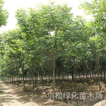 ������Sɽ������ͥԺ�G����ľ�е����L����ռ�ز��w�������l