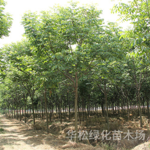 ������Sɽ������ͥԺ�G����ľ�е����L����ռ�ز��w�������l